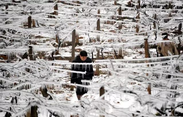 2008年2月4日，湖南郴州蘇仙區(qū)一位村民從結(jié)冰的葡萄架下走過（圖片來源：新華社）